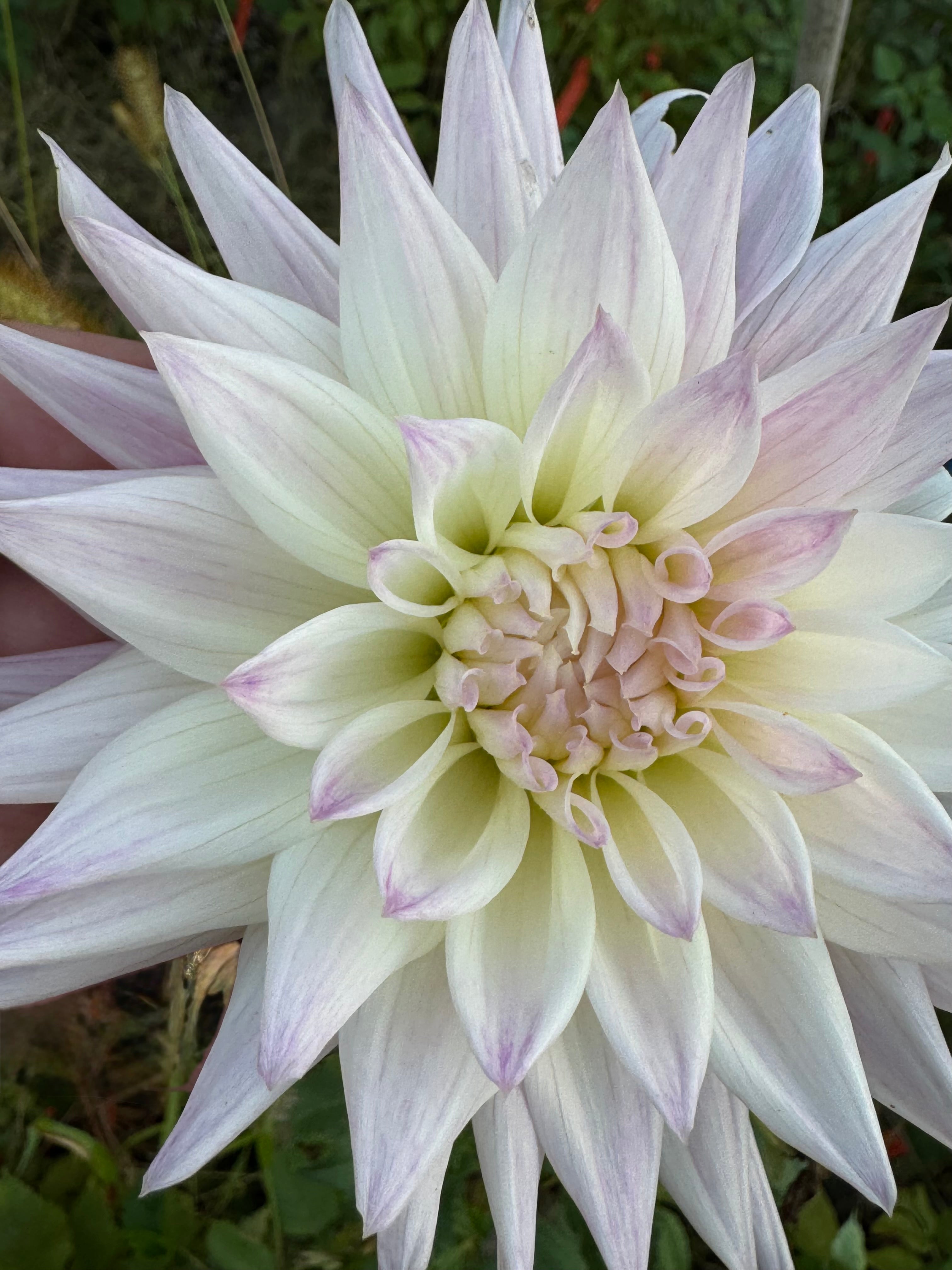 Sandia Stargazer