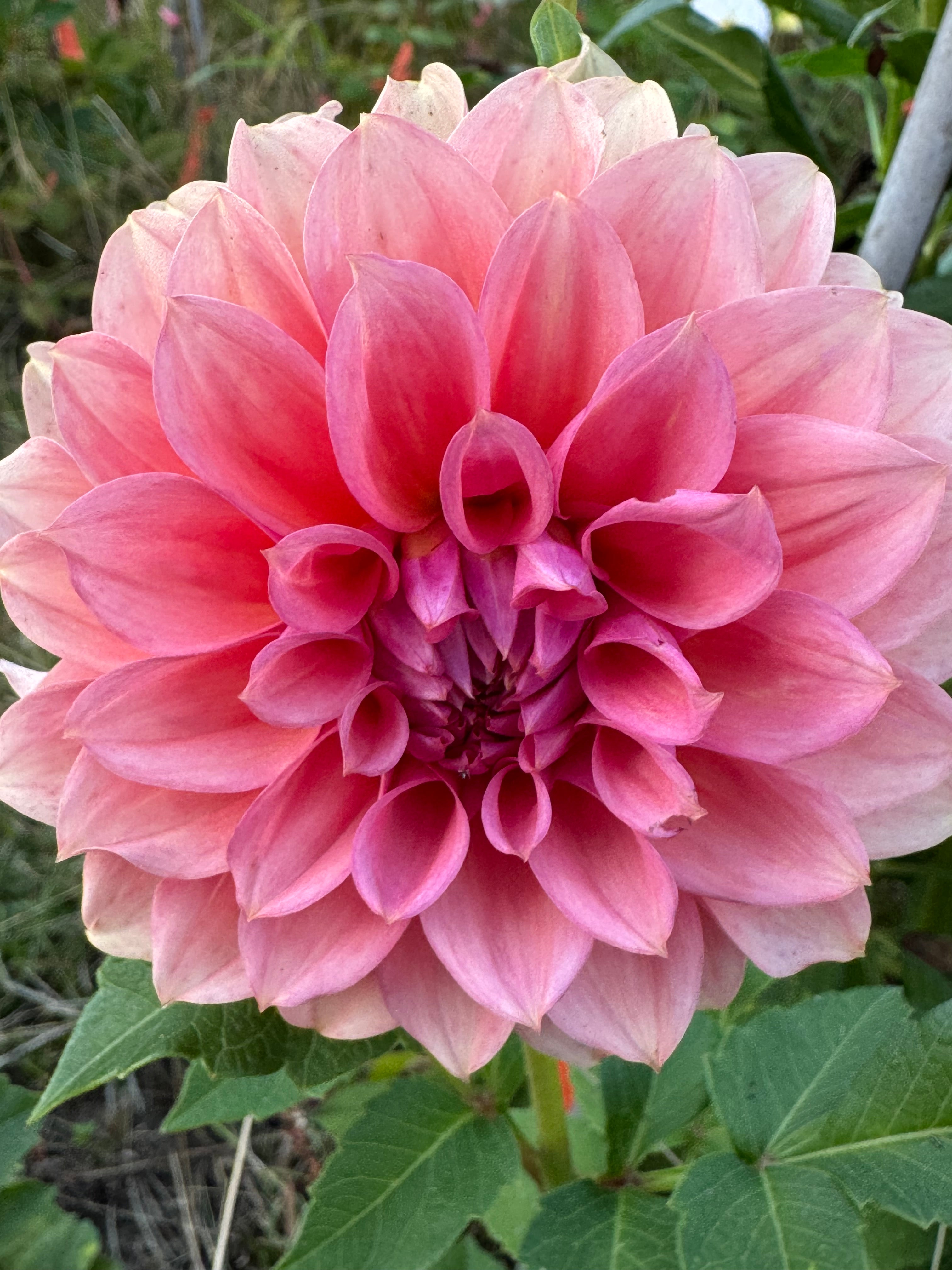RM Pink Sugar