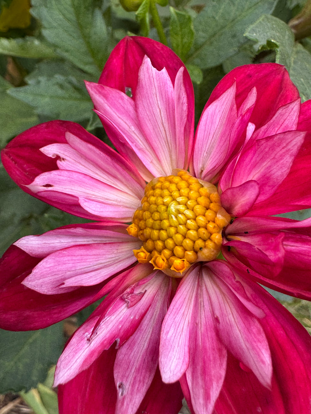 Cherry Star