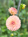 Lark's Ebbe