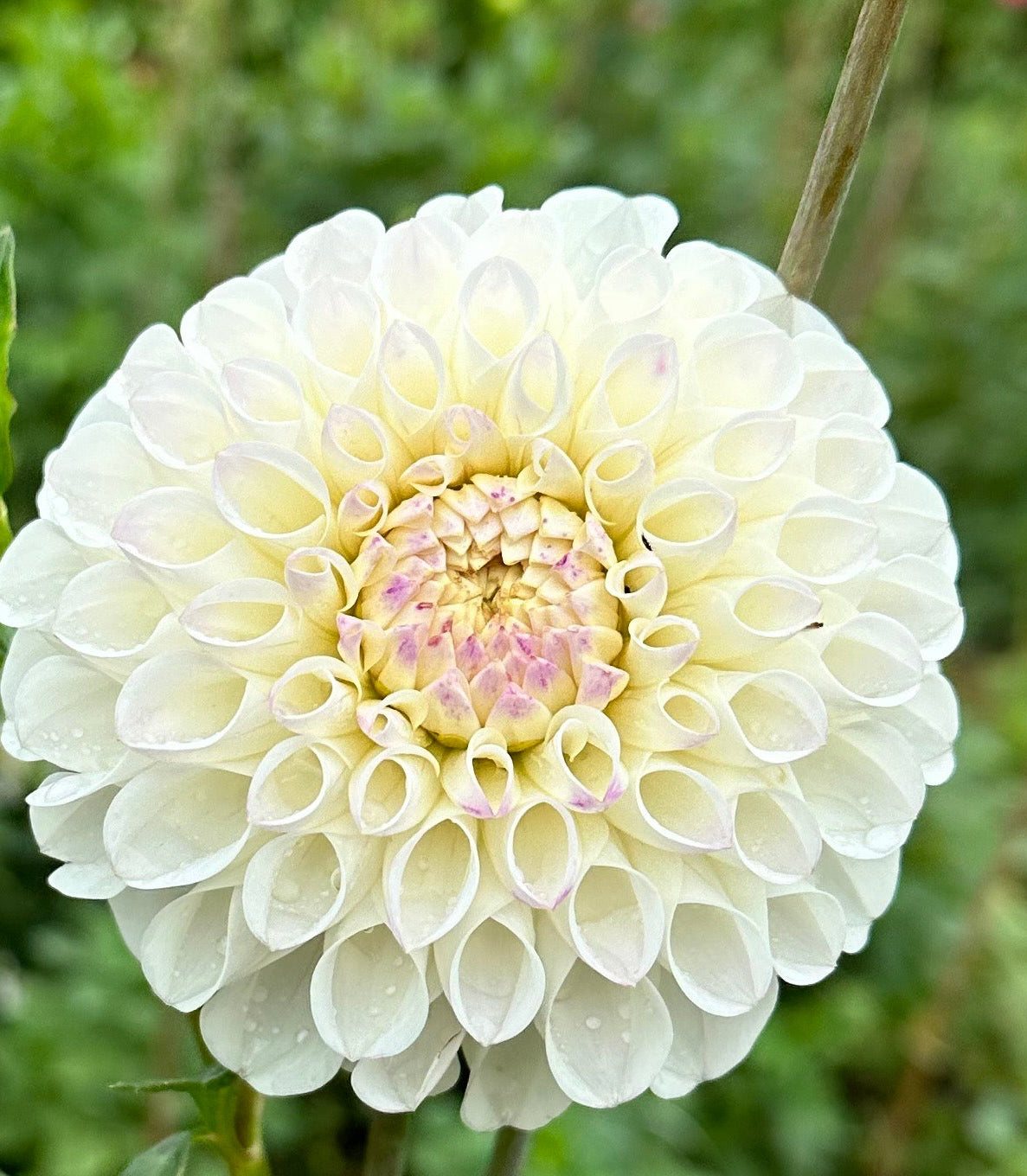 Ferncliff Bride