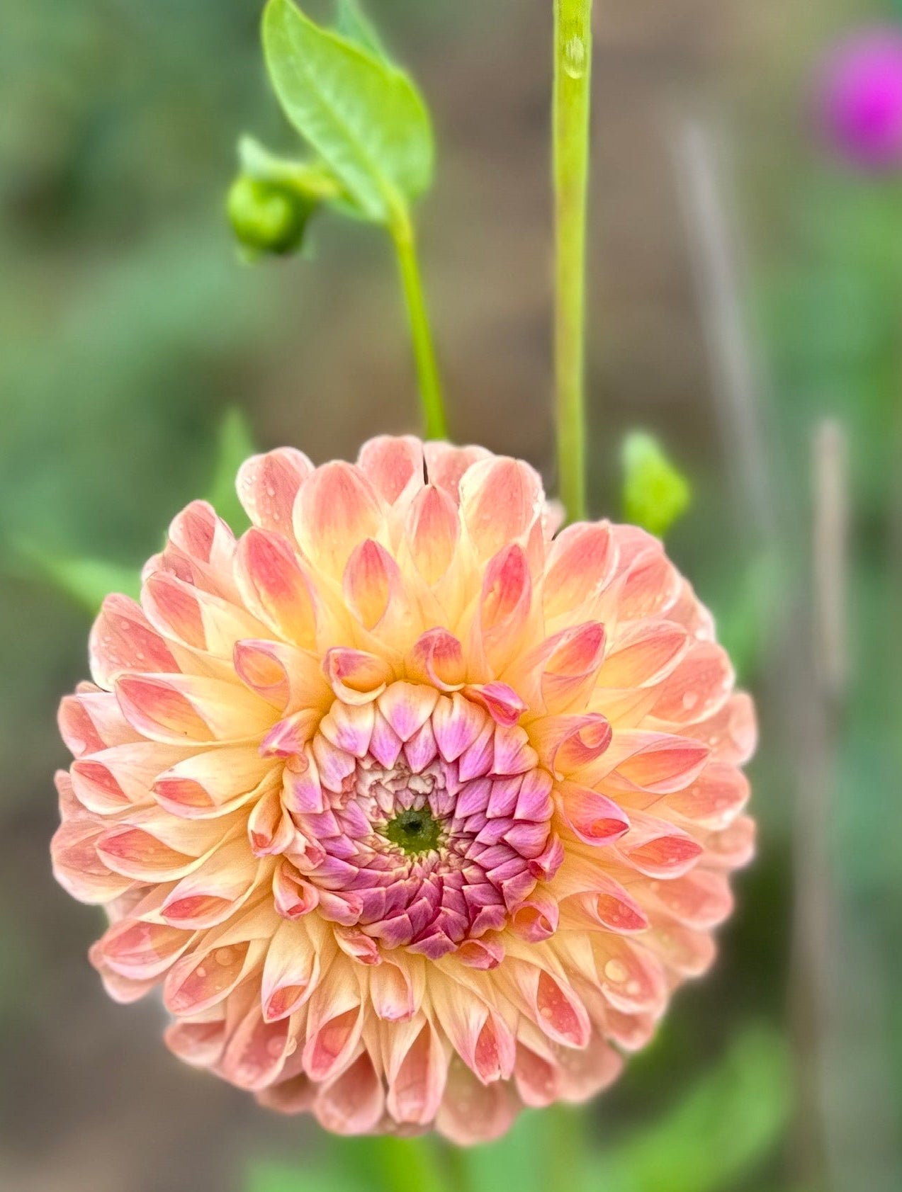 Clearview Peachy