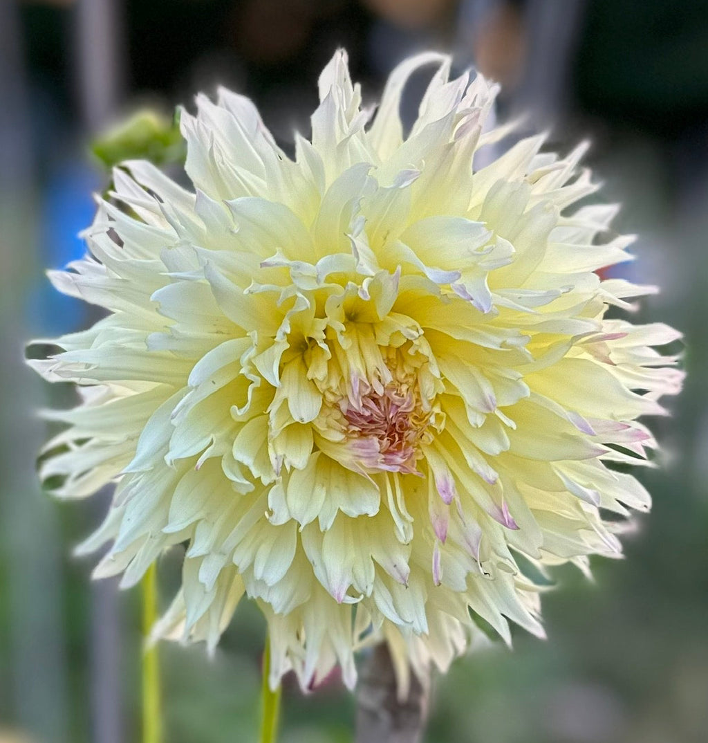 Citron du Cap