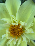Ferncliff Lemon Kiss