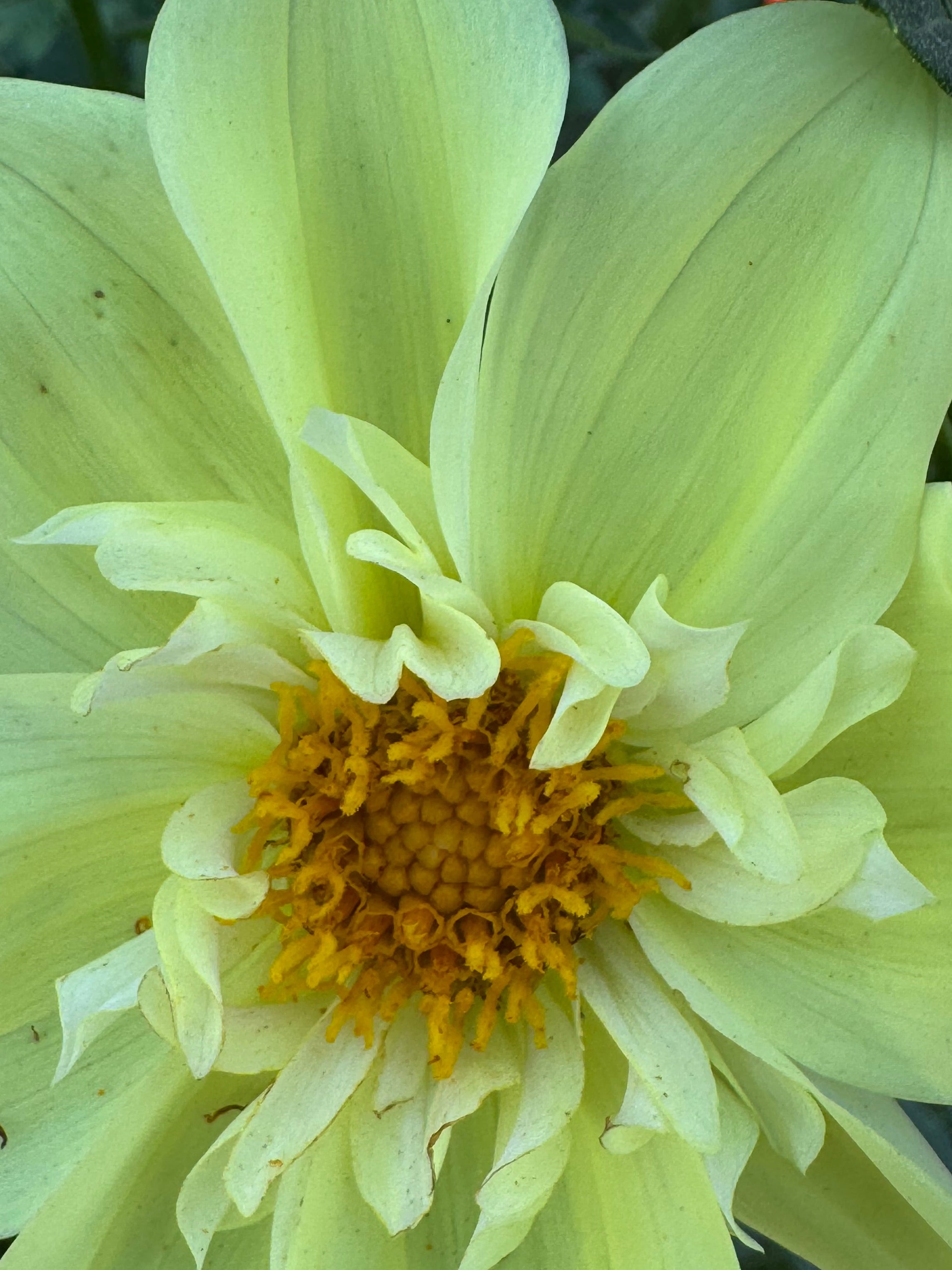 Ferncliff Lemon Kiss