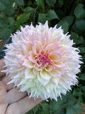 Lee's Pink Grapefruit