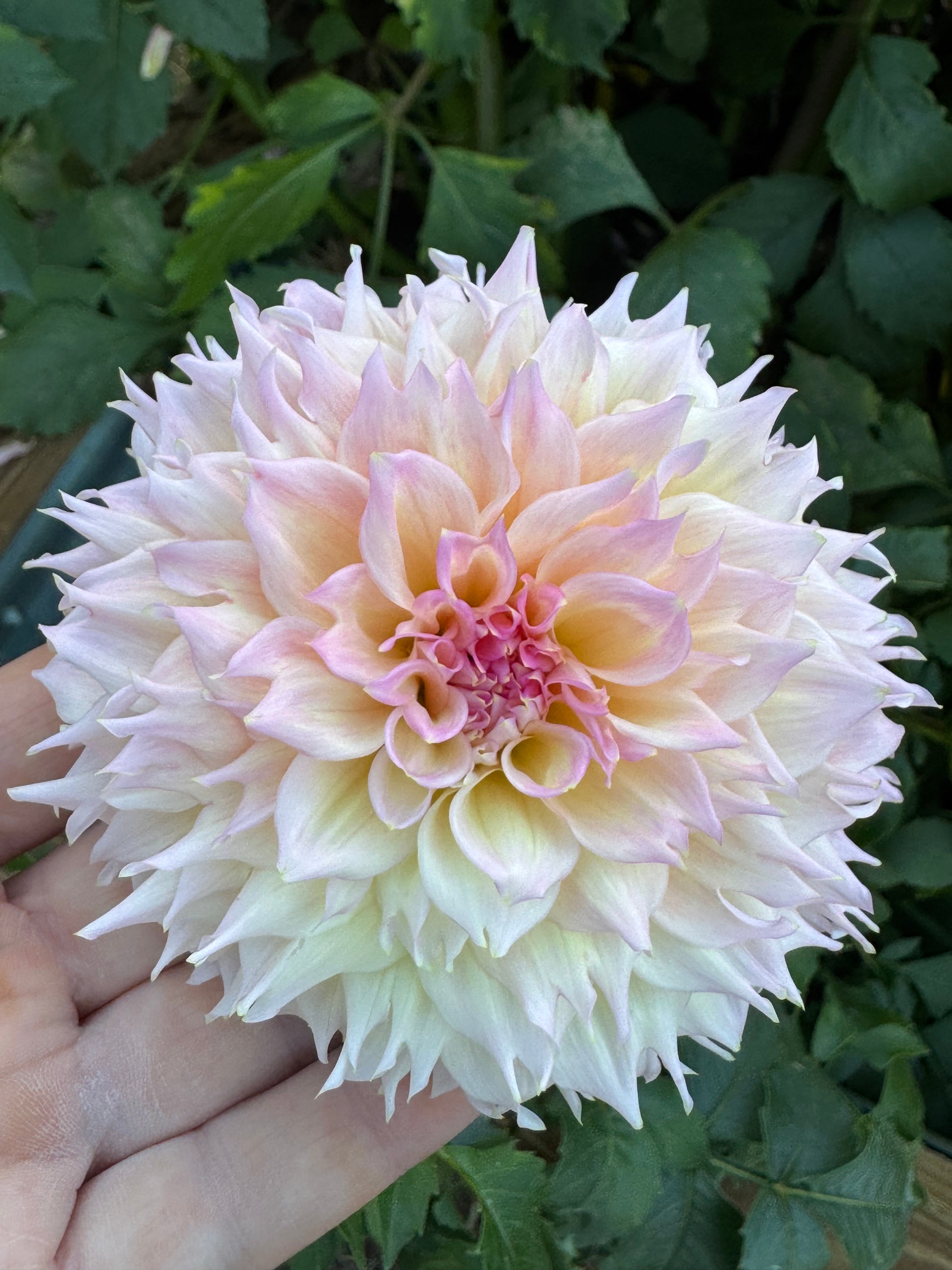 Lee's Pink Grapefruit