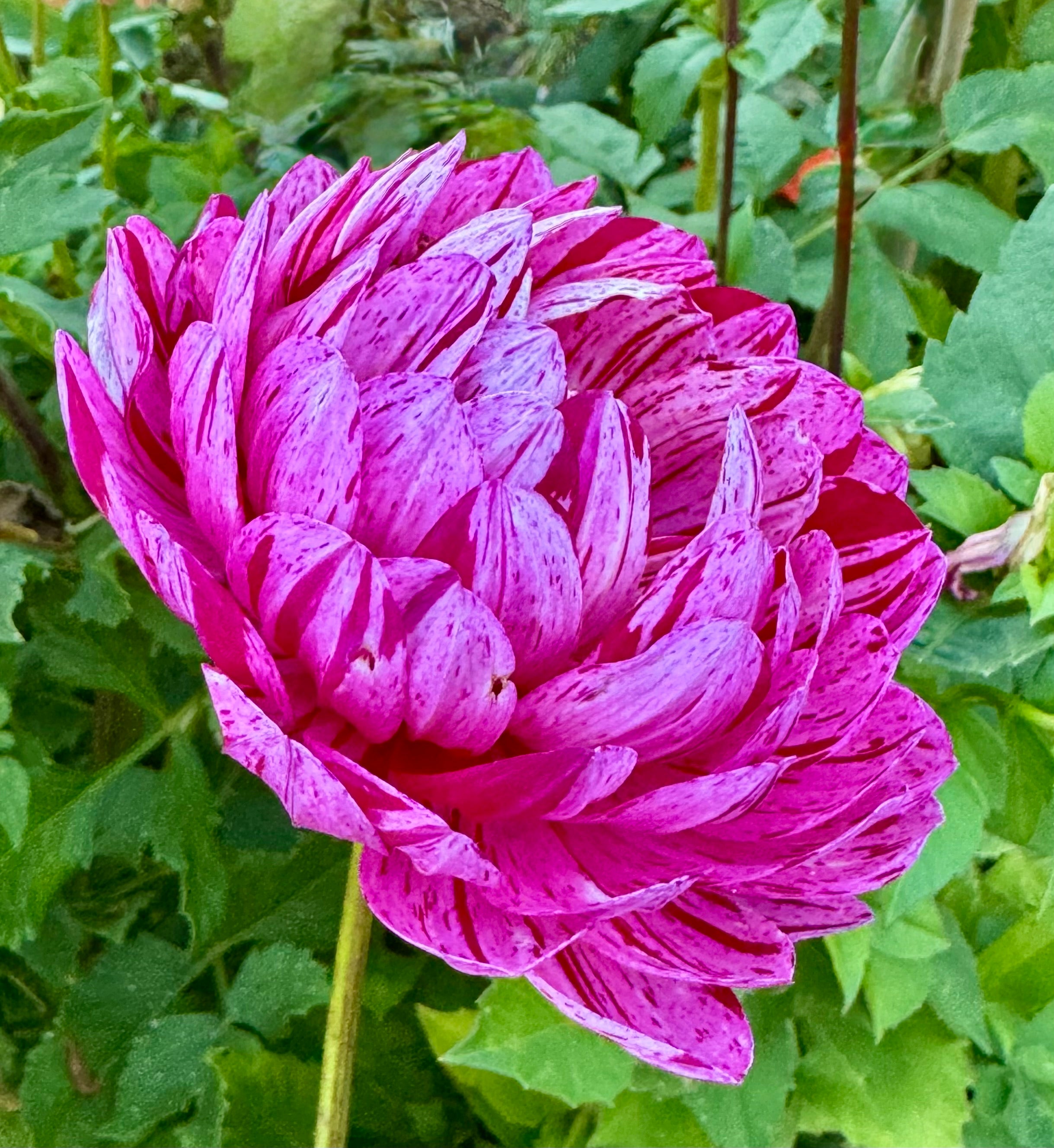 Sandia CanCan