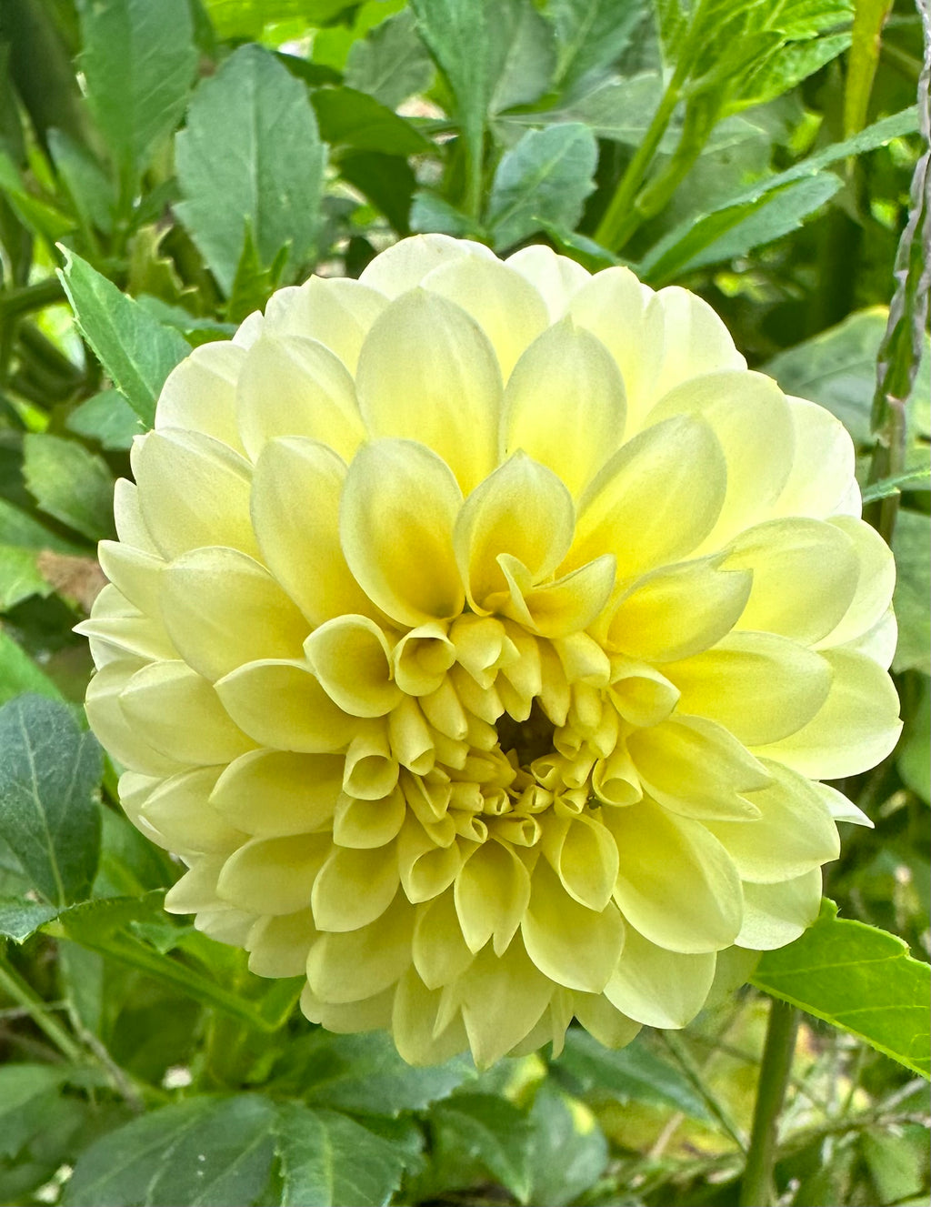 Pineapple Lollipop