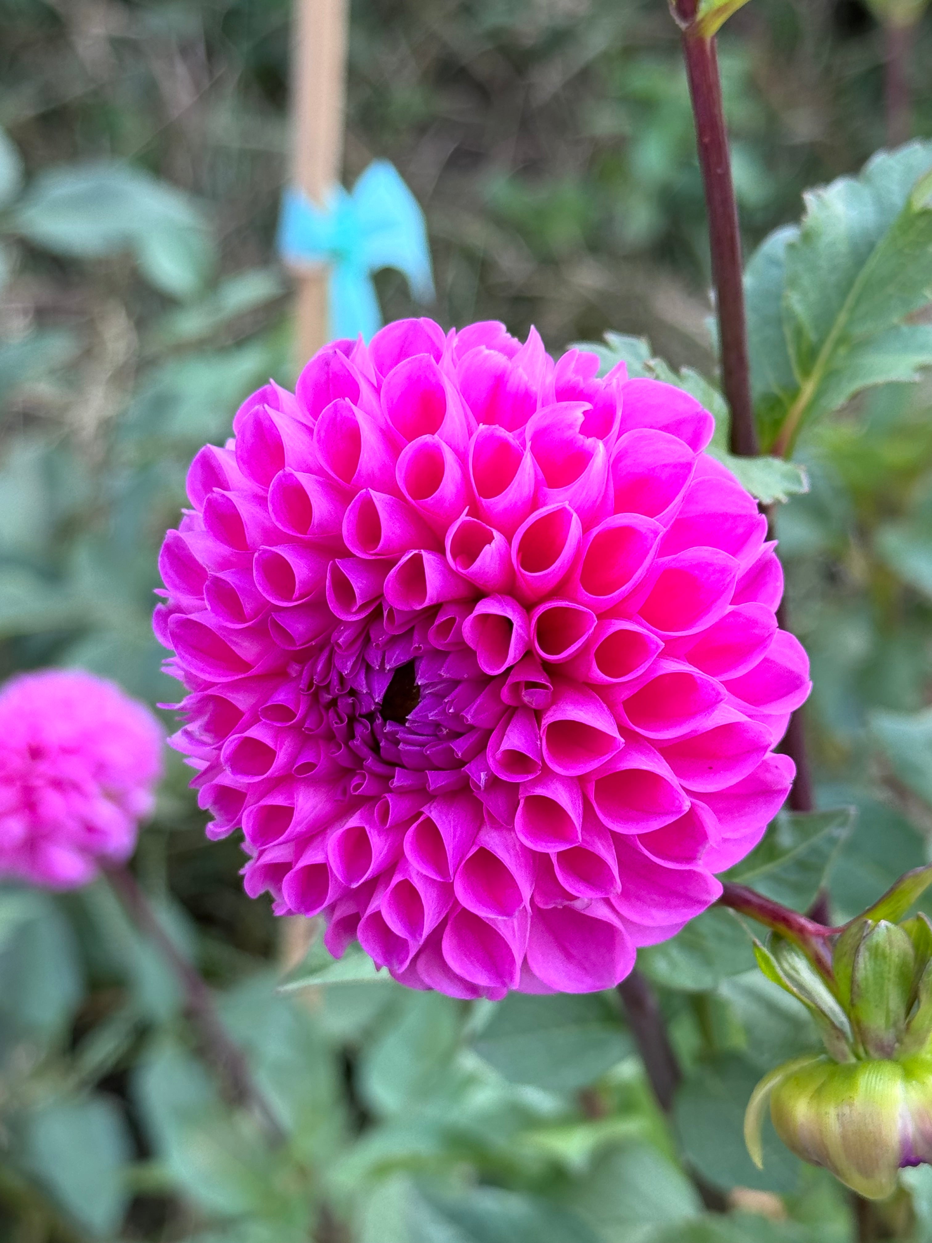 20th Ave for mom – Backyard Bloems