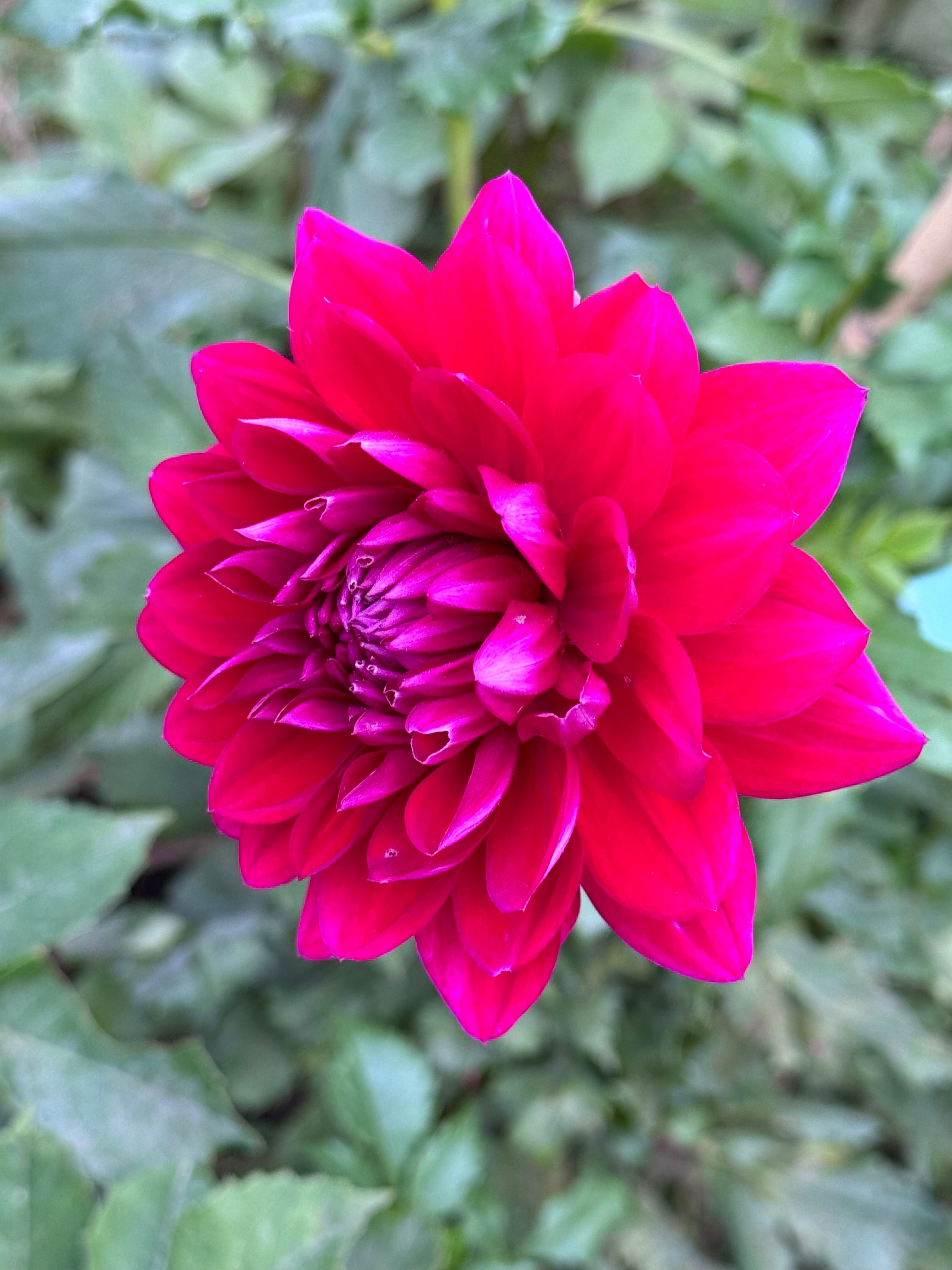 Hollyhill Pandora