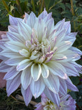 Cafe Au Lait Morado