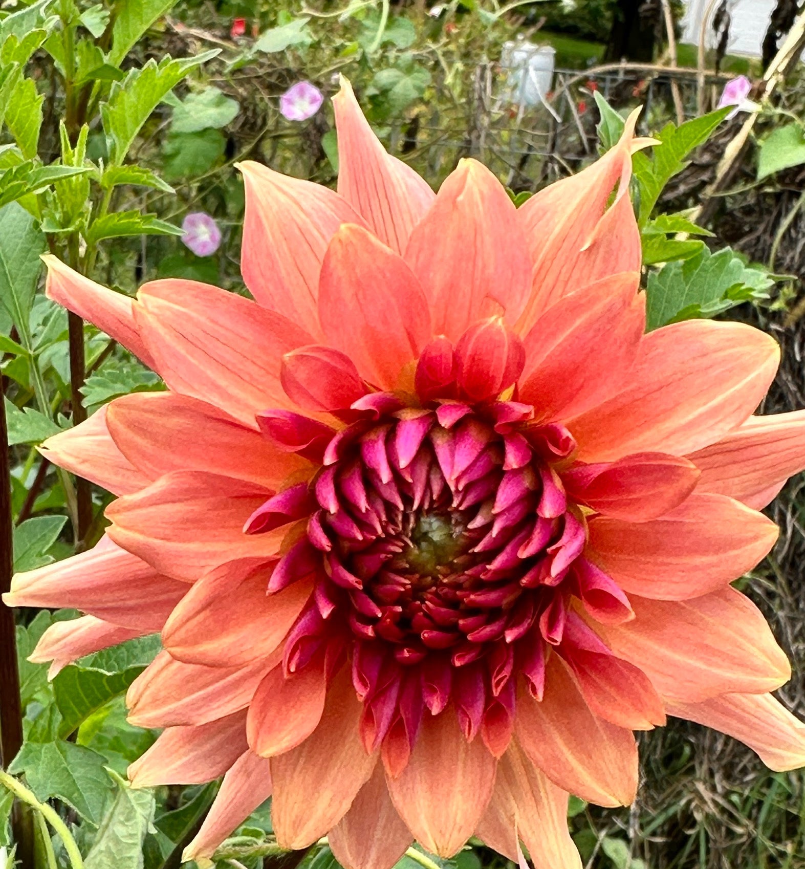 Terracotta