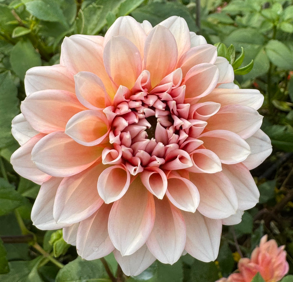 Lee's Pineberry Truffle