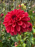 Ferncliff Cinnamon