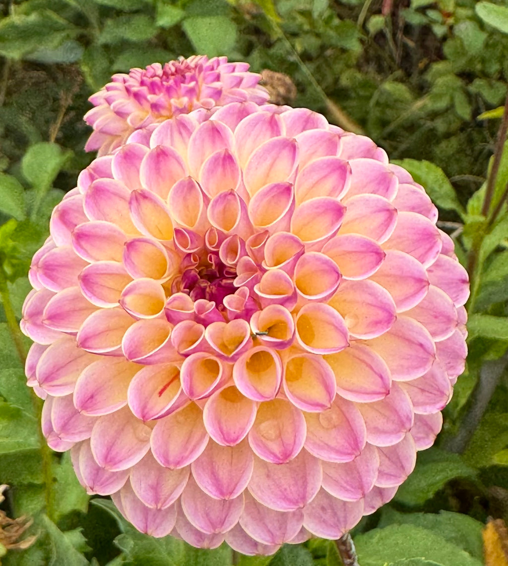 Hapet Pearl