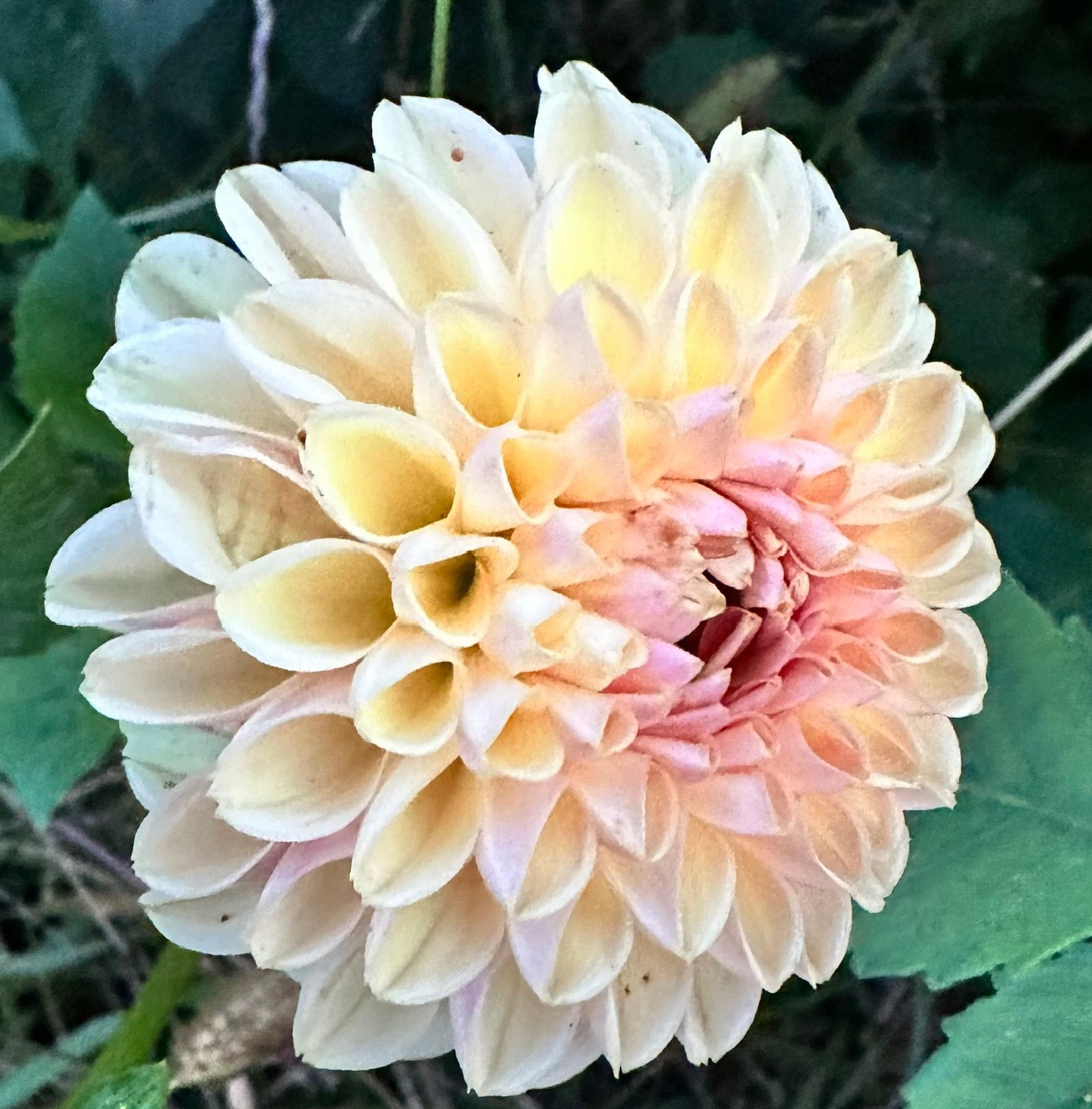 Chimacum Wendy