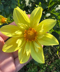 NJ65 lemon breeze