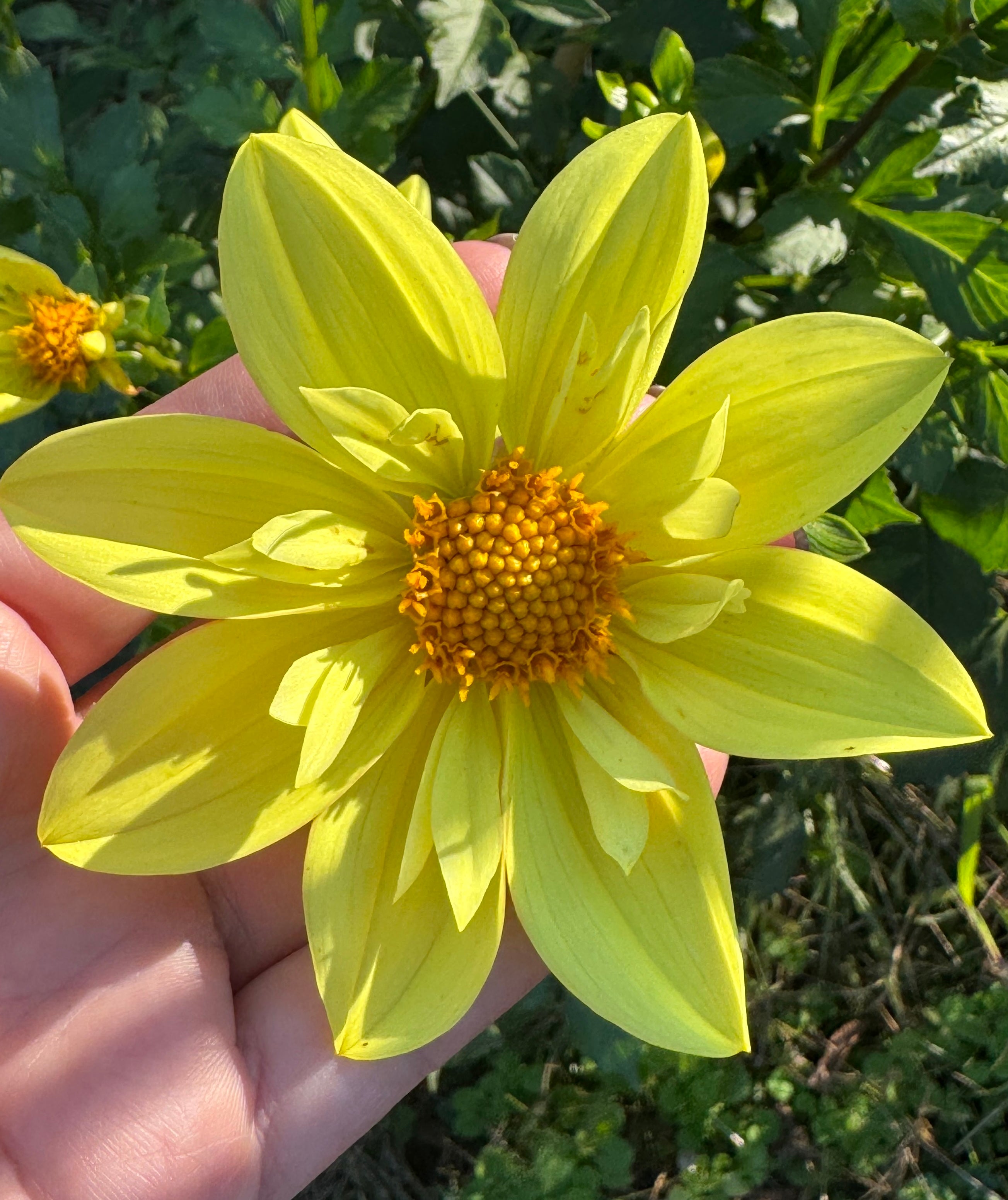 NJ65 lemon breeze