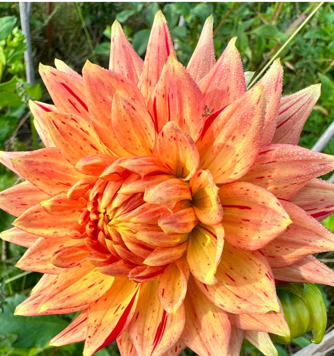 Sandia Tiger