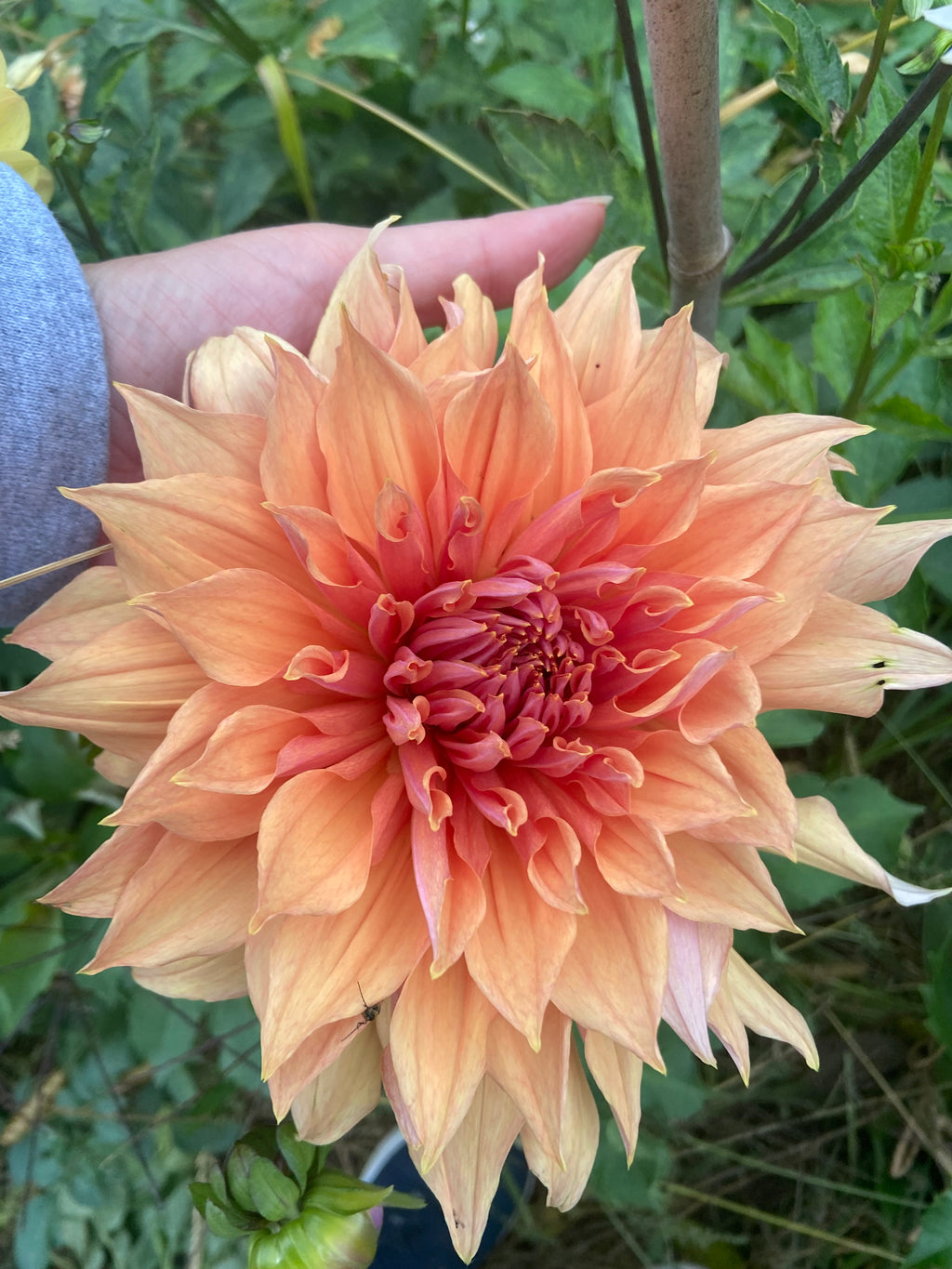 Sherwood's Peach