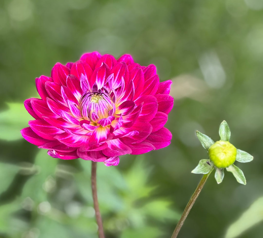 Sandia Bertha
