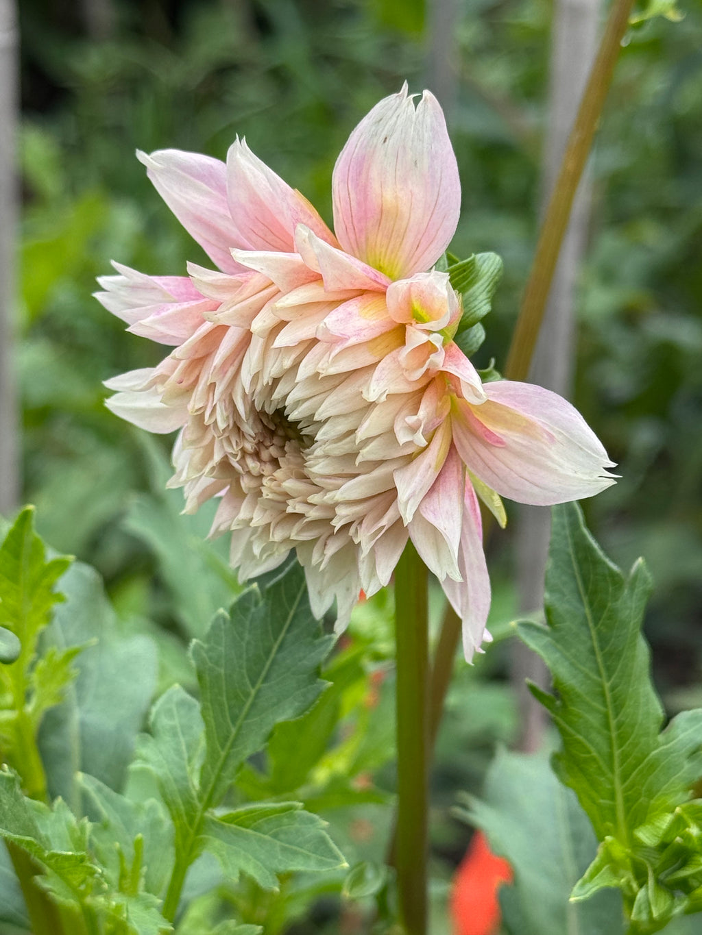 Lee's Rosalyn