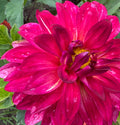 Melody Allegro