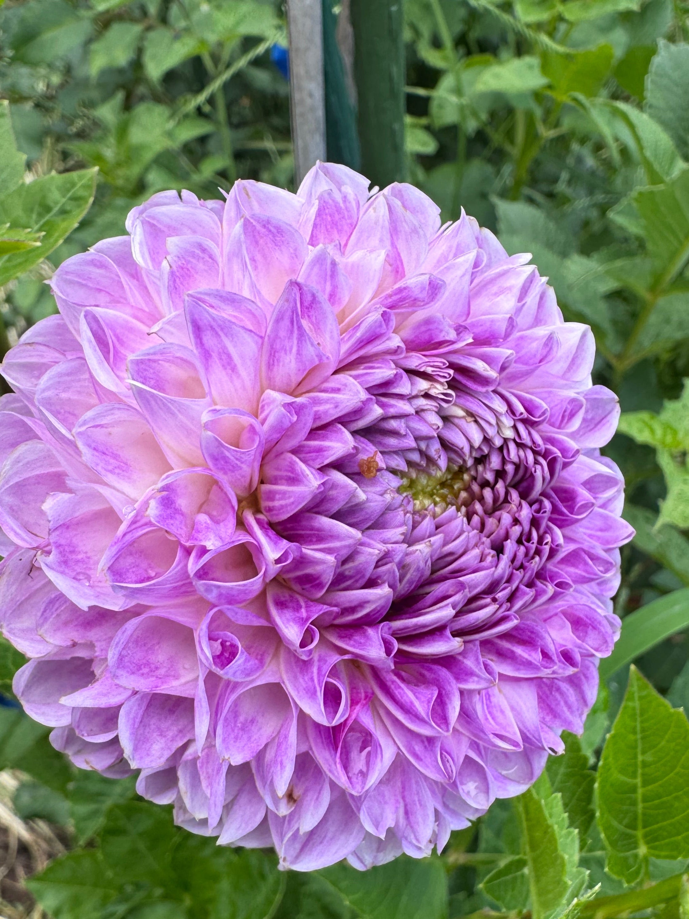 20th Ave Morning Mist