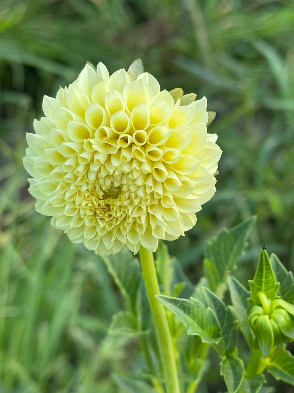 Pineapple Lollipop