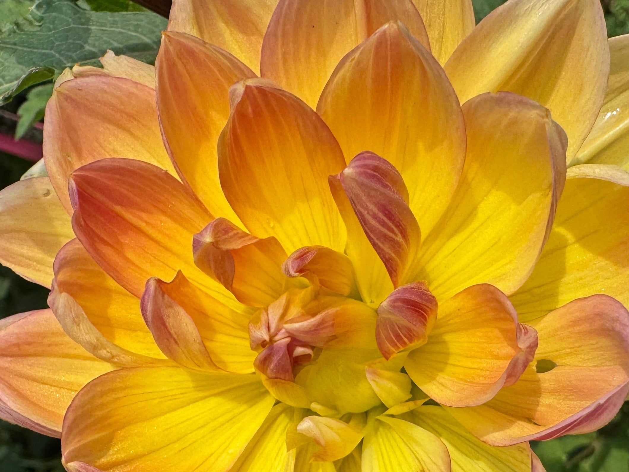 Hollyhill Honeygold