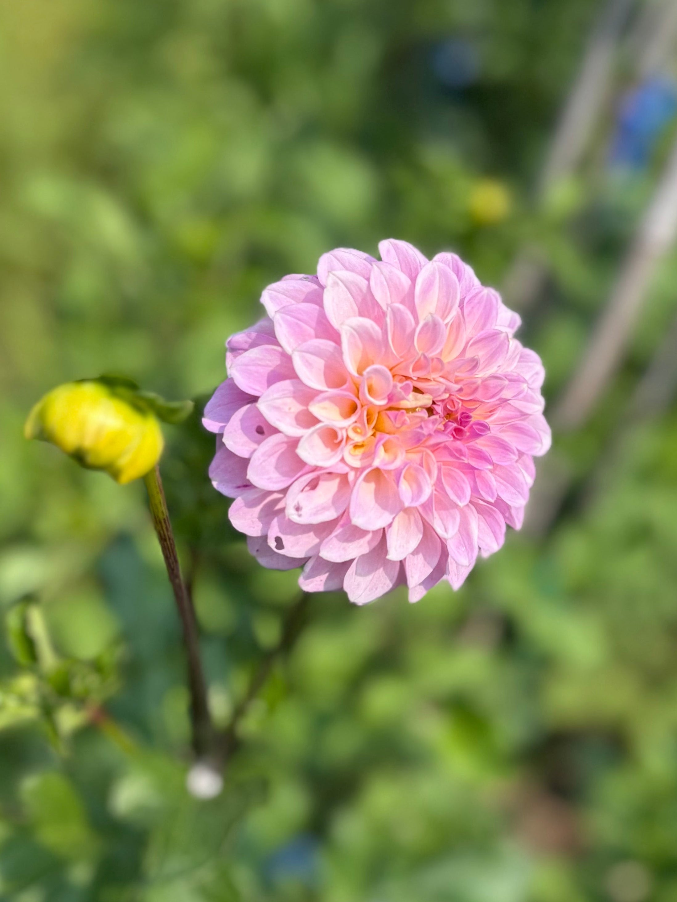 Bell's Caledonia