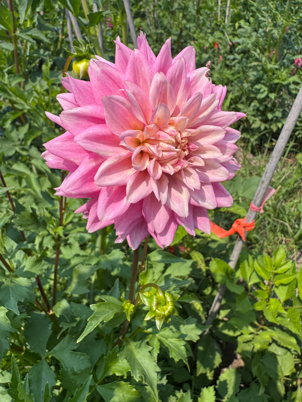 Lee's Rosalyn
