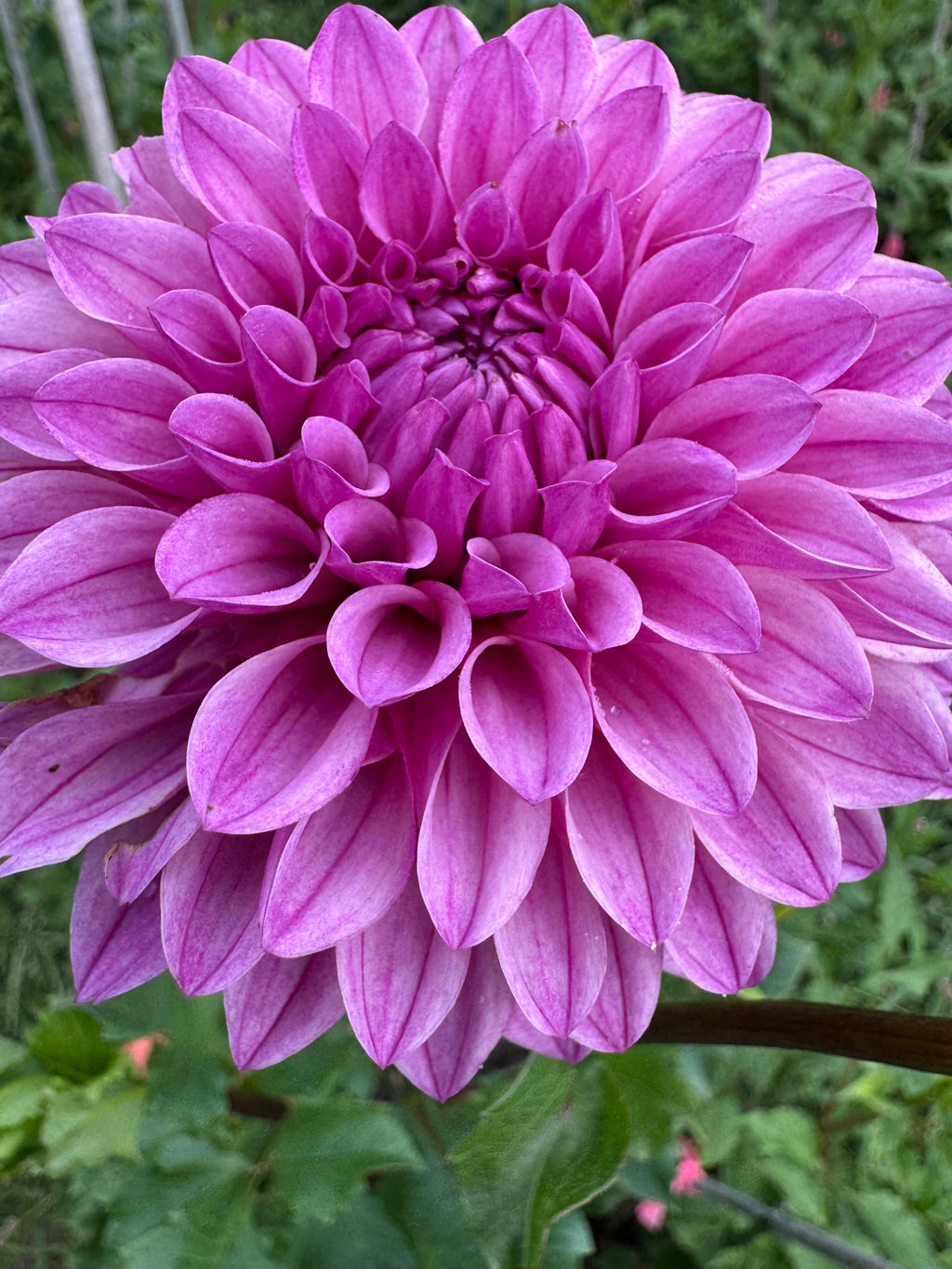 Lee's Flute Loop Lilac