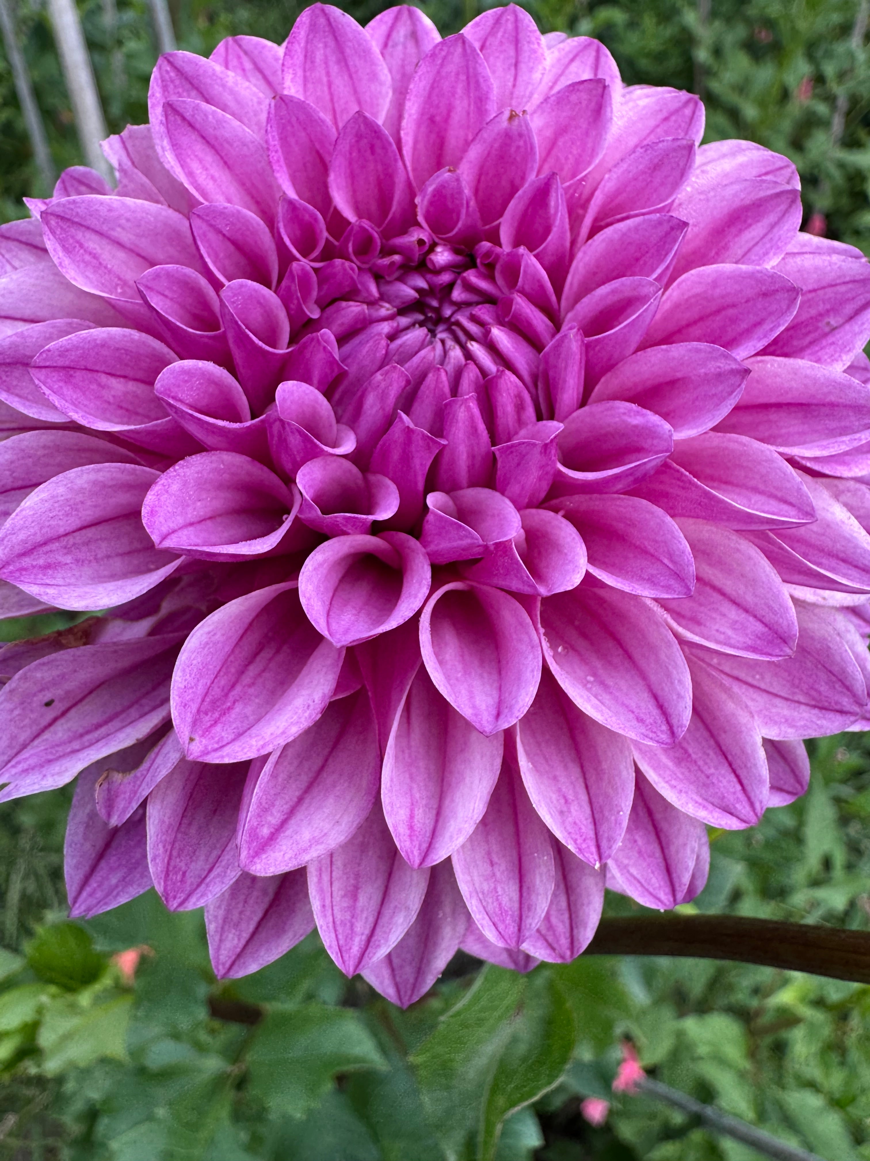 Lee's Flute Loop Lilac