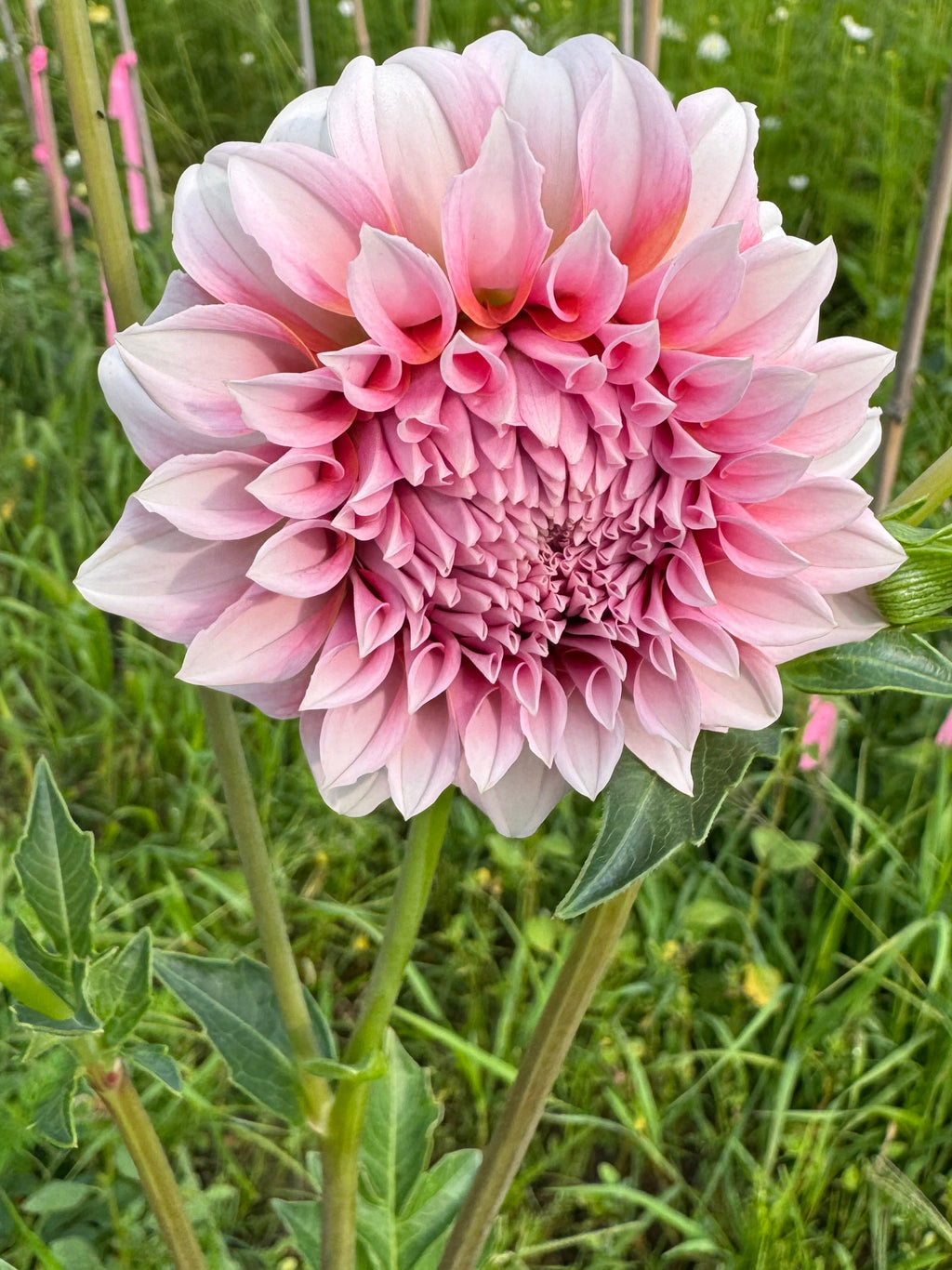 Bell's Otago