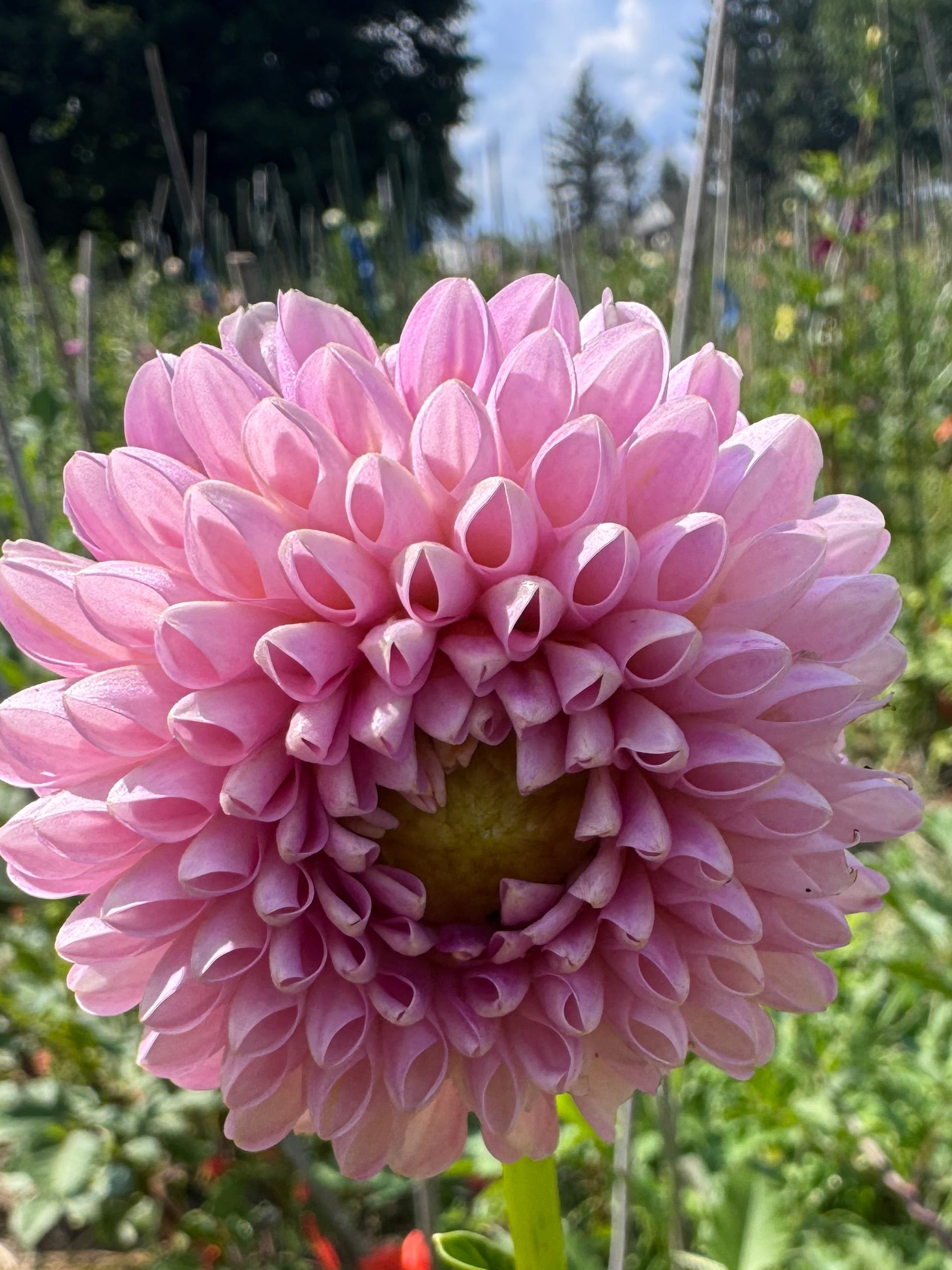 Pink LATE