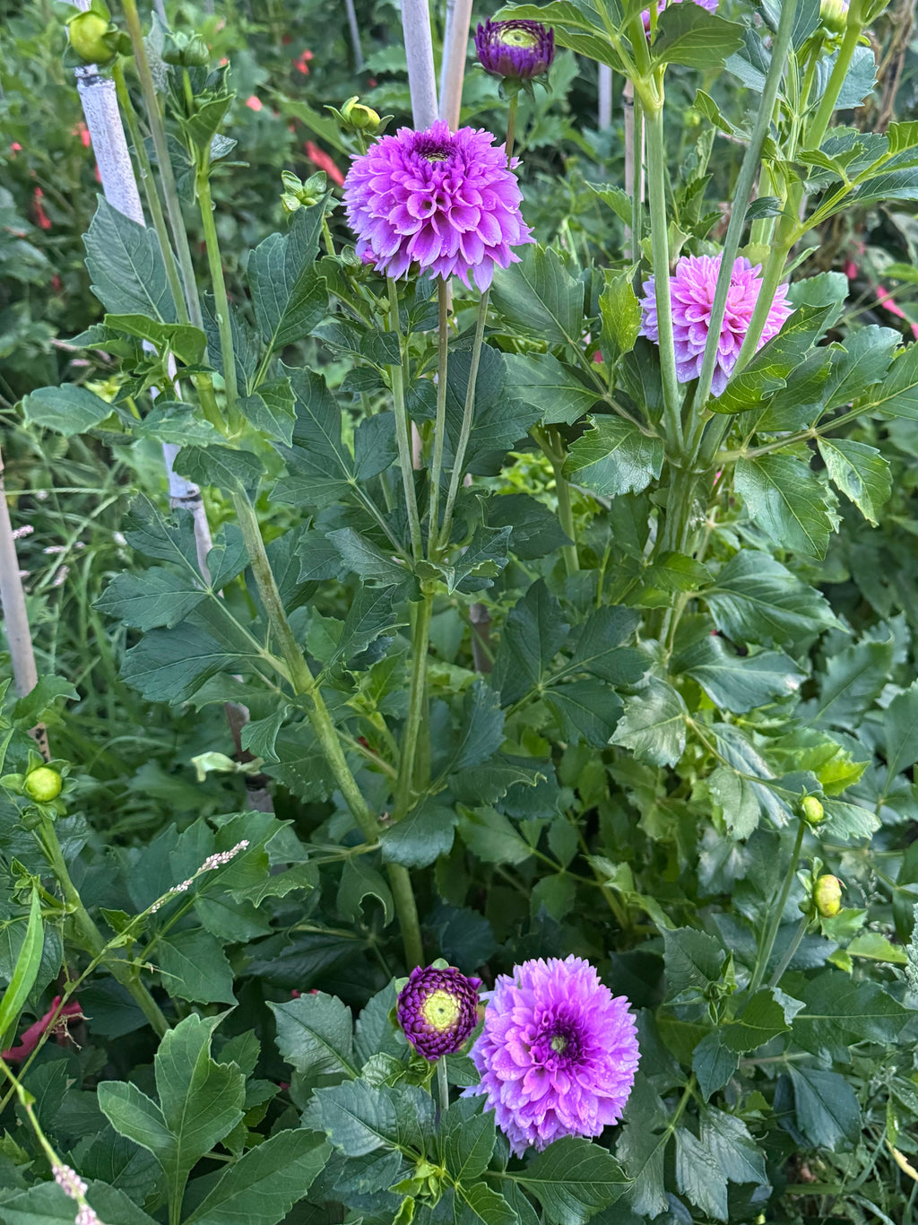 Ferncliff Pincushion