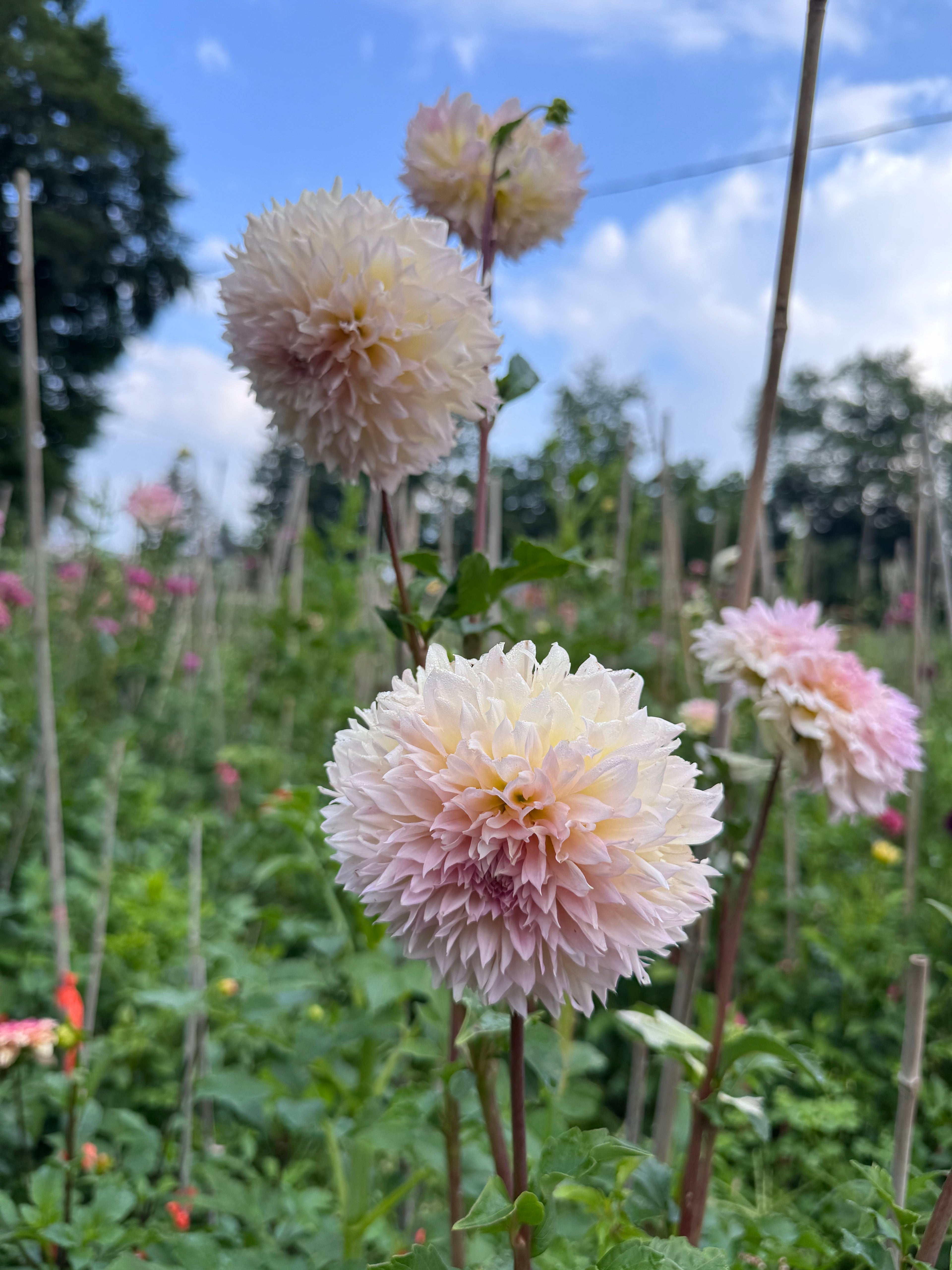 Lee's Pink Grapefruit