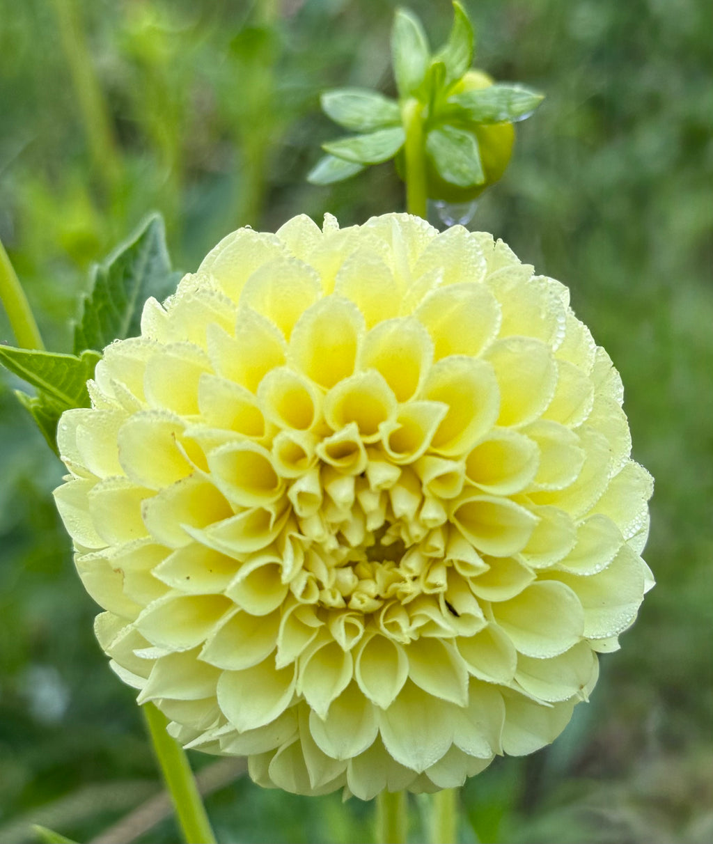 Pineapple Lollipop