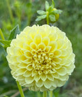 Pineapple Lollipop