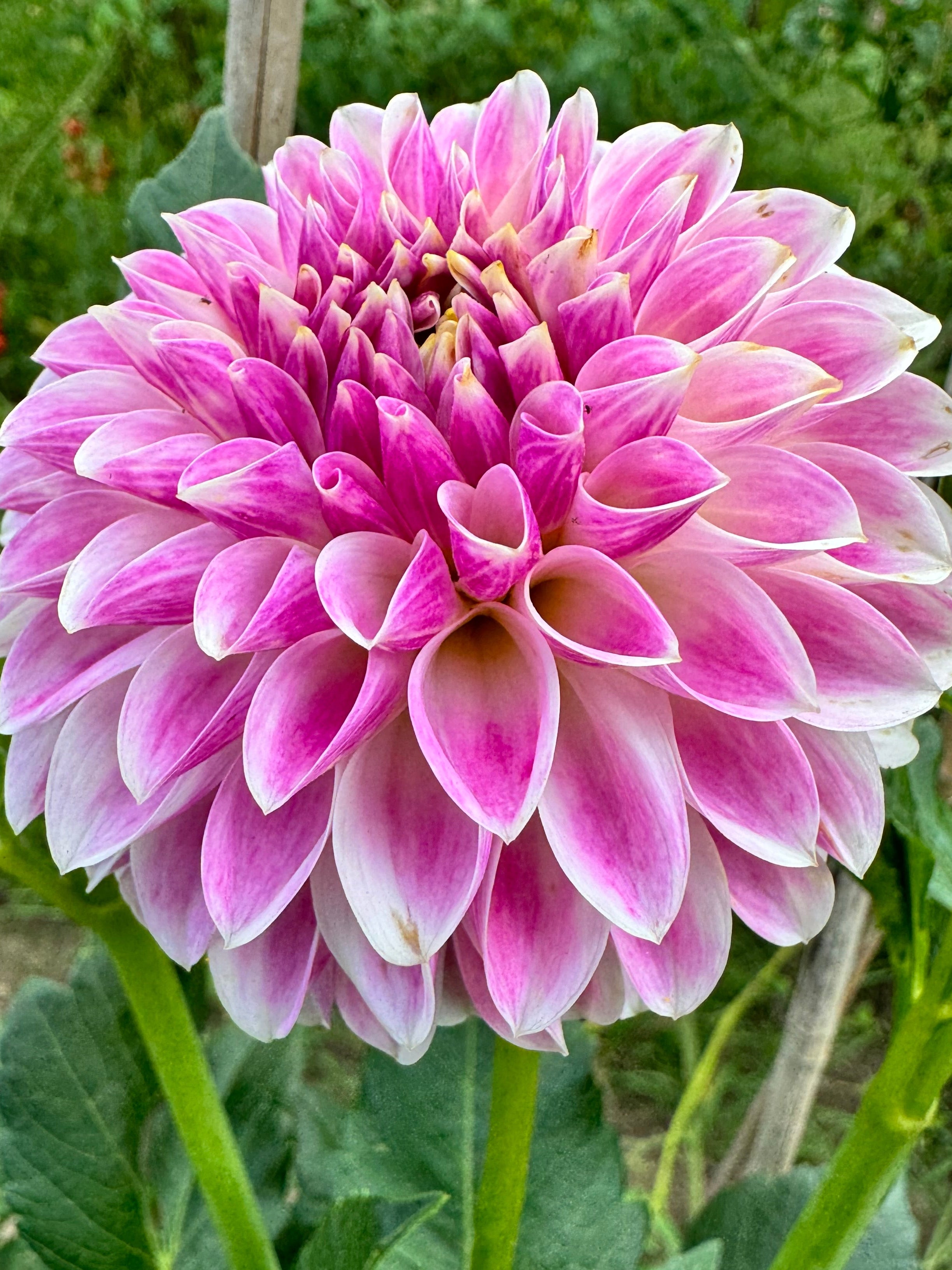 Tahoma Kelli