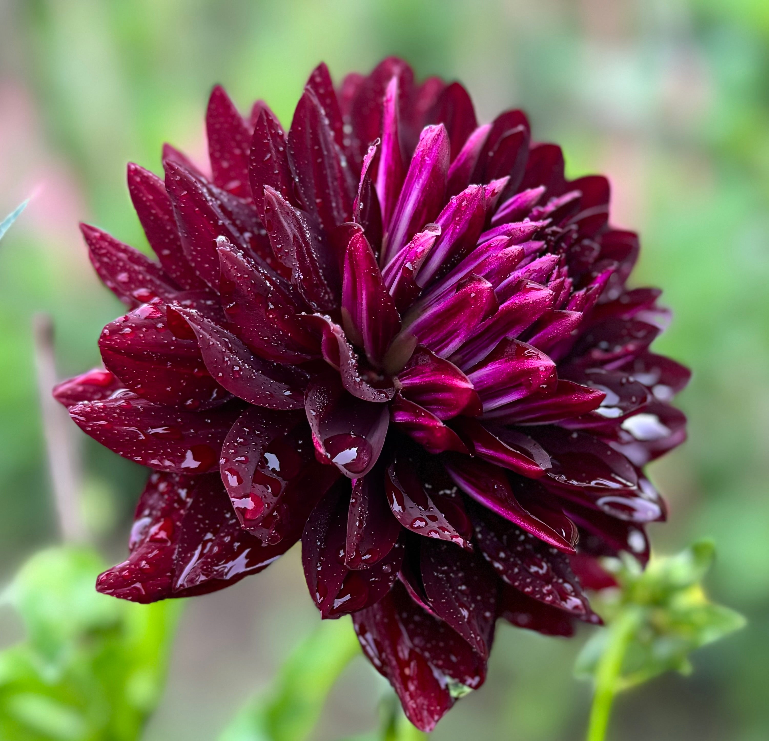 Hollyhill Black Beauty