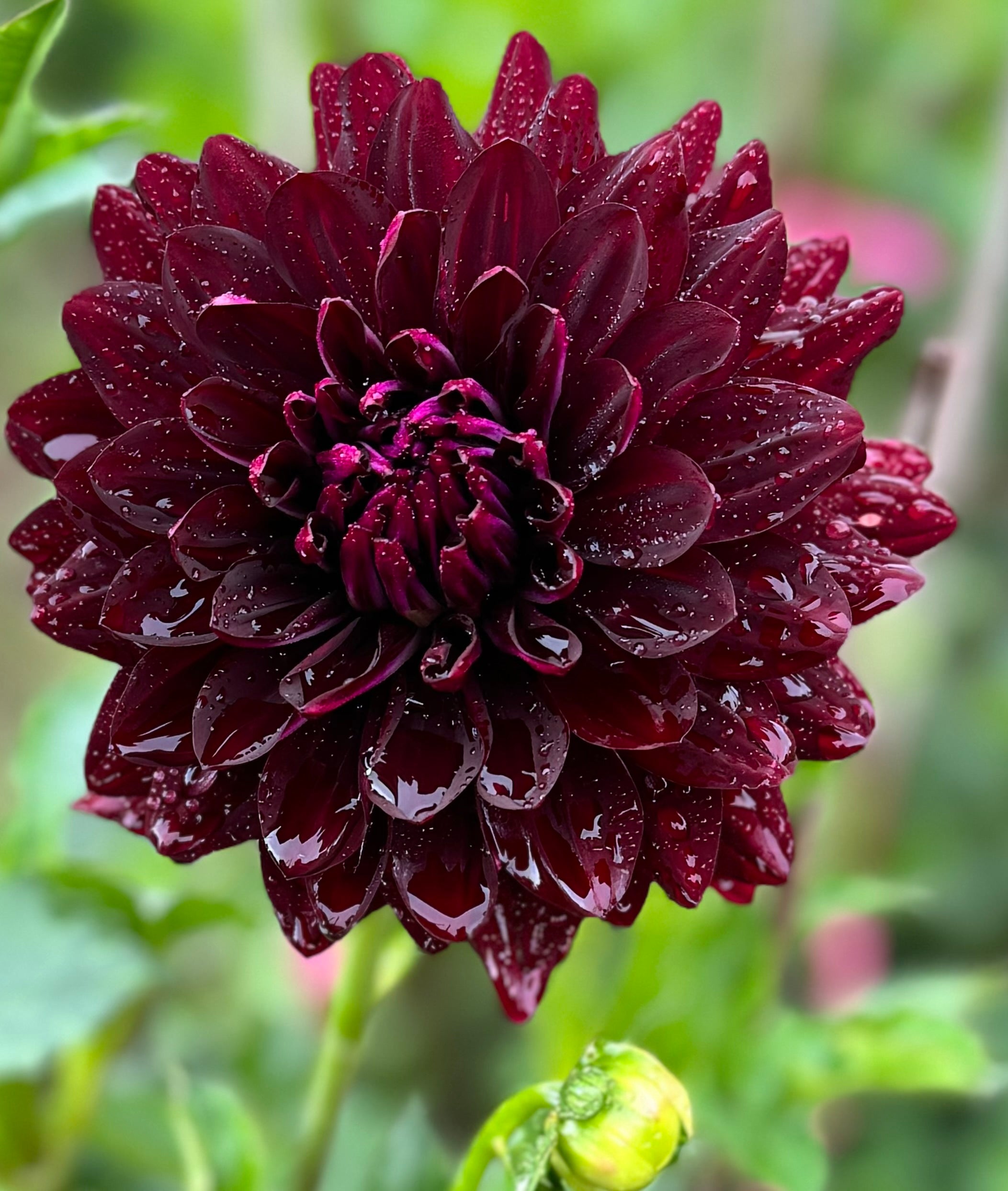 Hollyhill Black Beauty