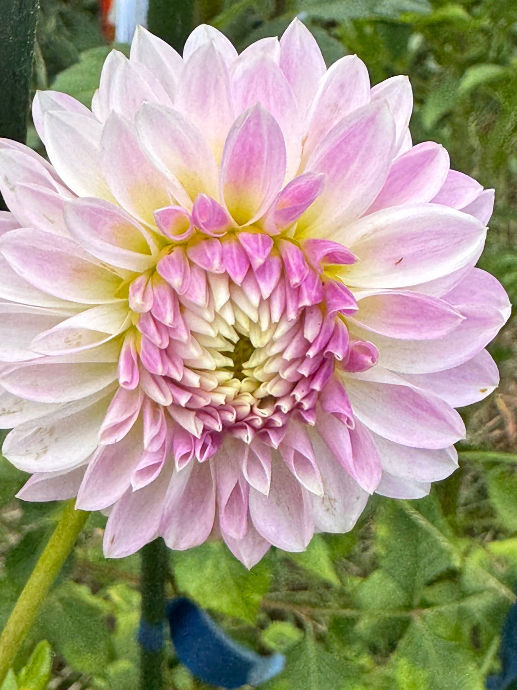 Tahoma Kelli
