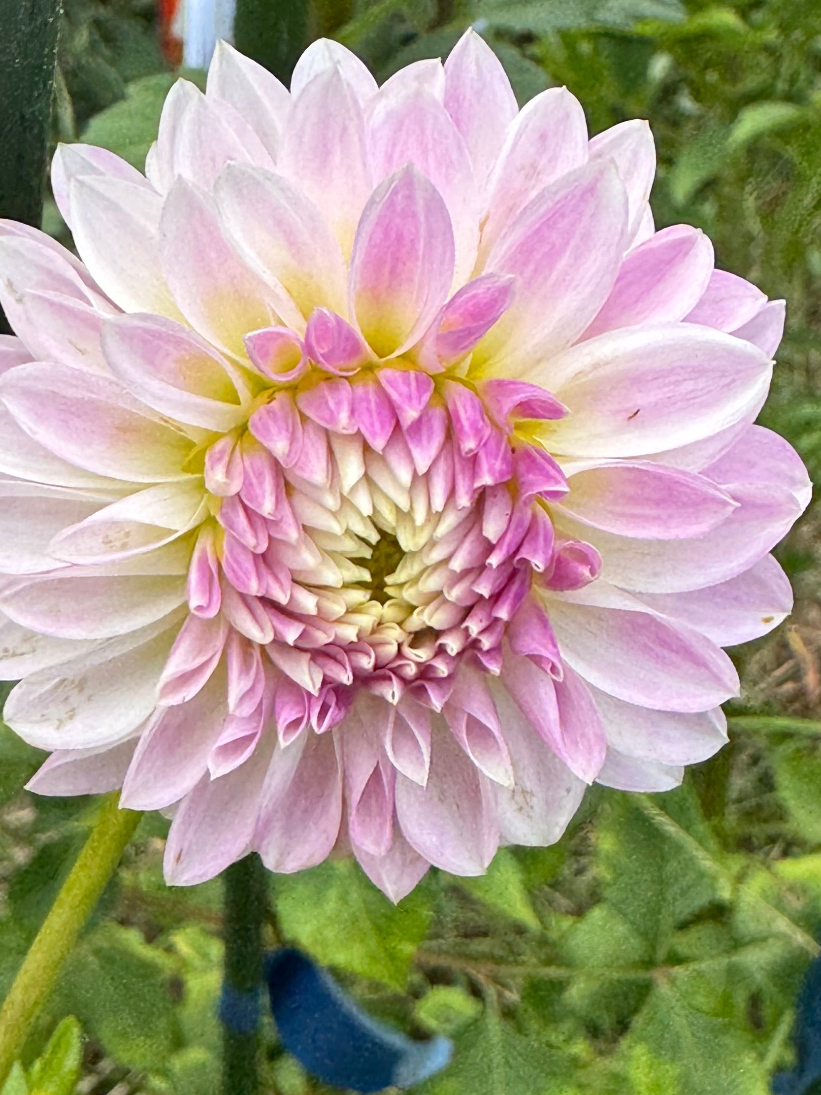 Tahoma Kelli