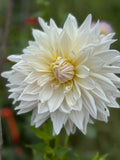 Roque Starburst