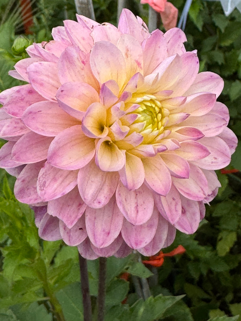 RM Karoline