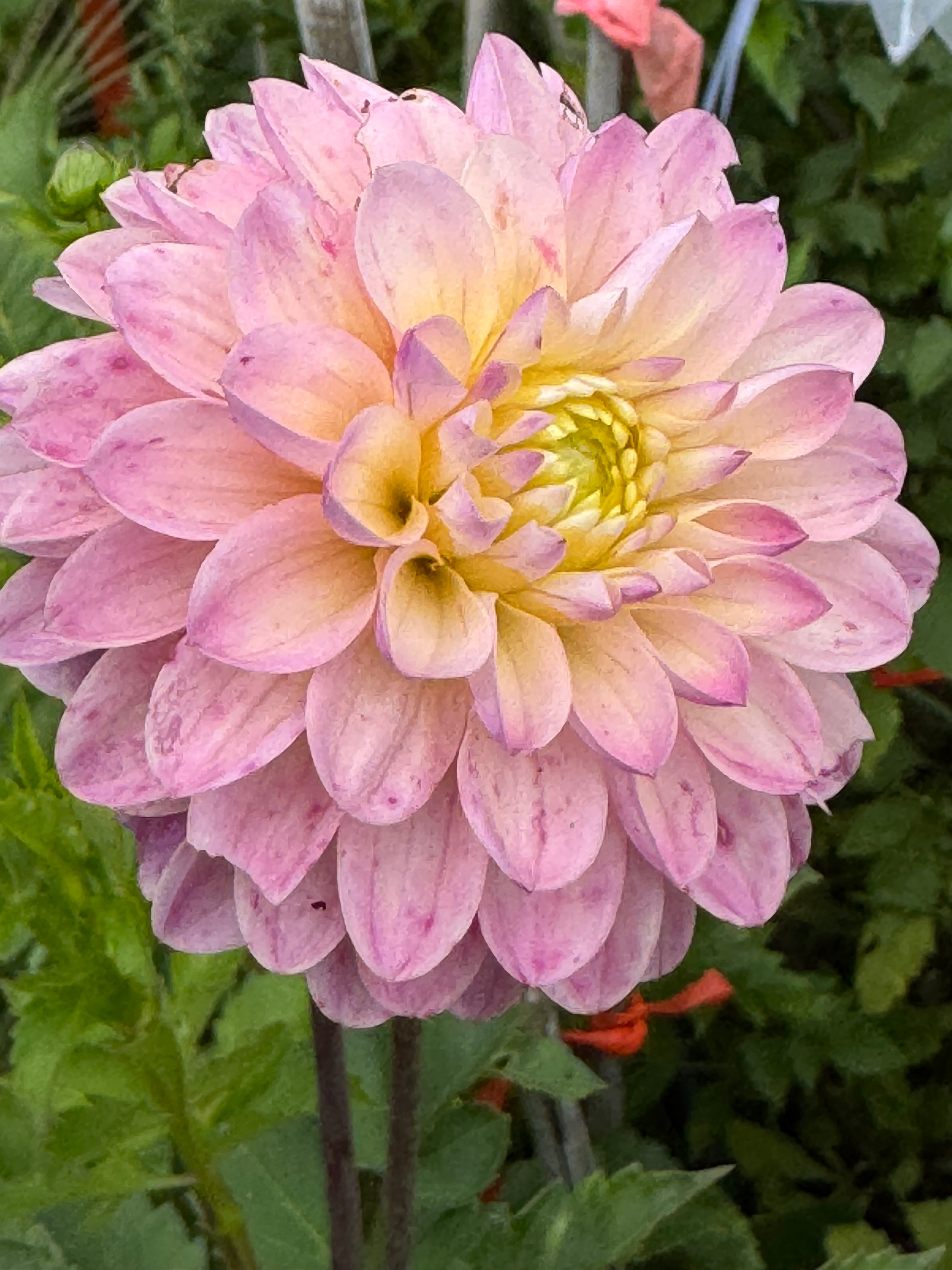 RM Karoline