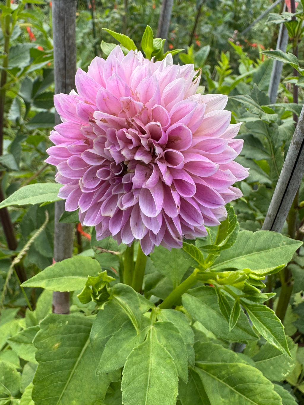 Maltby Pearl